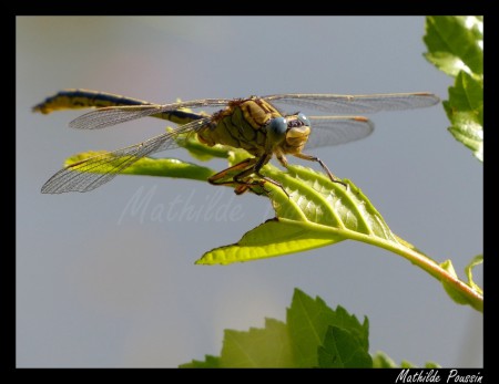 Gomphe gentil - Gomphus pulchellus